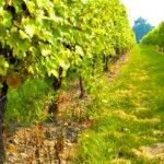 Grapevine Landscaping will Enhance your Garden