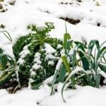 5 Tips to Help Your Garden Survive Winter