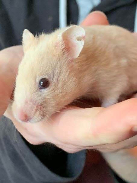 Syrian hamster biting outlet cage bars