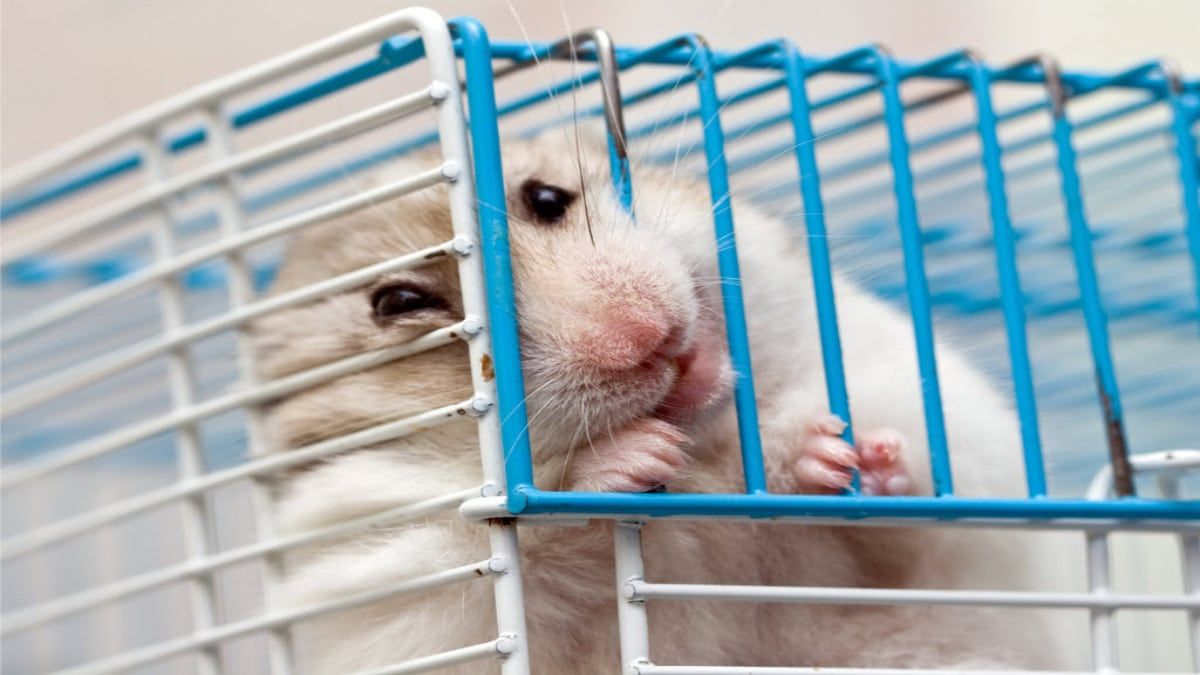 Why do hamsters shop gnaw their cage