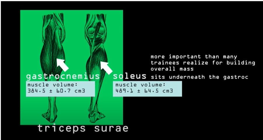 Calves schematic from Jeff Nippard's youtube video - The Most Scientific Way to Tran CALVES
